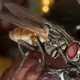 Illustration for article titled Shooting Challenge: Bugs Gallery (Part 3)